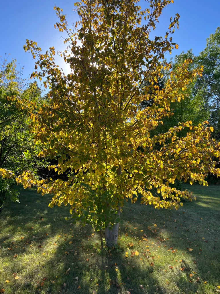 Want to see fall’s changing leaves in the Devils Lake area? Here’s where and when to look.