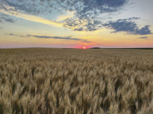 Wheat and a Recipe – TheFarmChicken