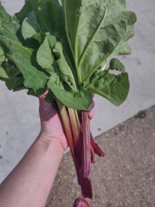 Rhubarb and a Recipe