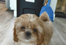 Jodi shares her memories of this Thanksgiving