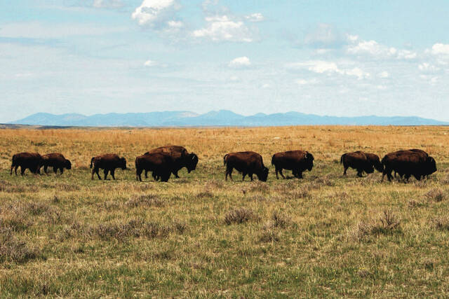 A herd of bison move through land controlled by the American Prairie Reserve south of Malta, Mont., April 25, 2012. (AP Photo/Matt Brown, File)