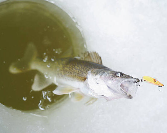 Why High-Grading Isn’t Legal In North Dakota