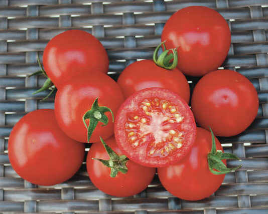 Dakota Gardener: Amazing new tomatoes for 2026