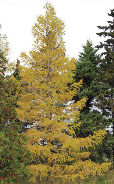 A Siberian larch tree shows its fall coloration on the NDSU campus. (NDSU photo)
                                 NDSU photo