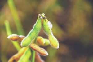 Dicamba-specific training sessions scheduled
