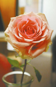 Reflection: My Pink Rose Story