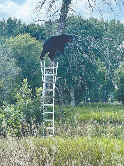 This is about the bear, isnt it? Before I could answer, the woman started laughing.
                                 PhotoCredit: NDGF