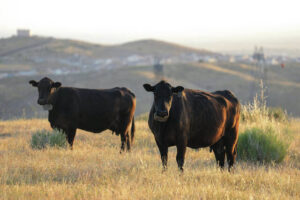 Could more cattle cause record beef prices to drop? Ranchers say it’s not that simple