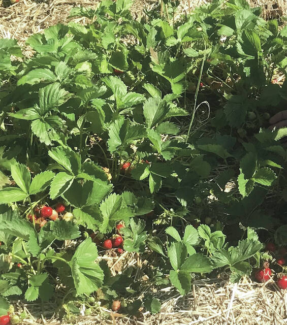 Strawberries require full sun at least six to 10 hours each day.
NDSU photo