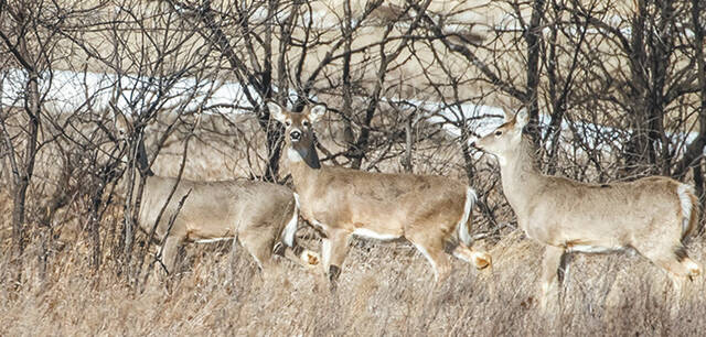 This years deer gun season will open Nov. 6 at noon and runs through Nov. 22. (Photo courtesy NDG&F)
                                 Photo courtesy North Dakota Game & Fish
