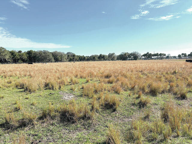 Buck Island Ranch is a cattle ranch within the headwaters of the Everglades.
NDSU photo