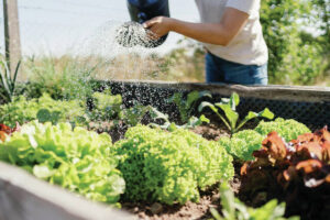 Gardening and mental health
