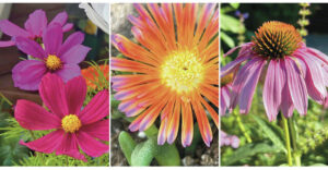 Flower gardens endure hot, dry summers better if you choose these plants