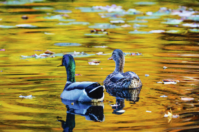 Breeding Duck Numbers Down Again