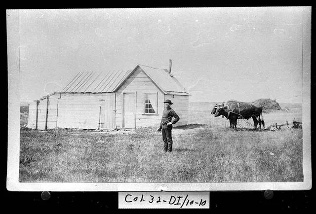 Charles Petterson of Fullerton stands by his frame homestead shack with his ox team (1894). Oxen were necessary to perform the heavy work of breaking up the sod in order to plant wheat or flax. Plowing and planting were required to satisfy the Homestead Law.
                                 Photo provided by State Historical Society of North Dakota