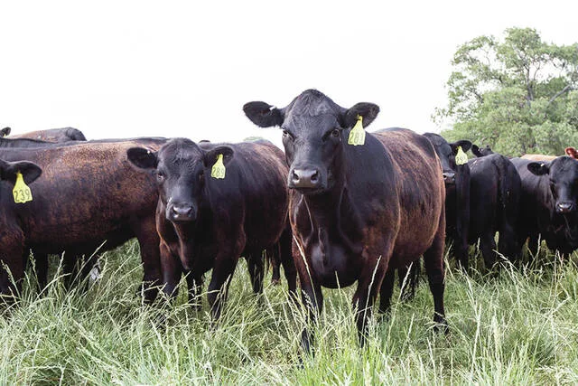 Cattle are highly selective, and they seek out the high-quality plants and will graze them to oblivion if allowed.
                                 NDSU photo