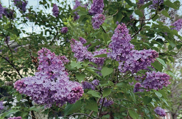 A common lilac showing off its 2026 blossoms – the same plant that blossomed in fall 2025 after being heavily infected with the fungus Pseudocercospora.
                                 NDSU photo
