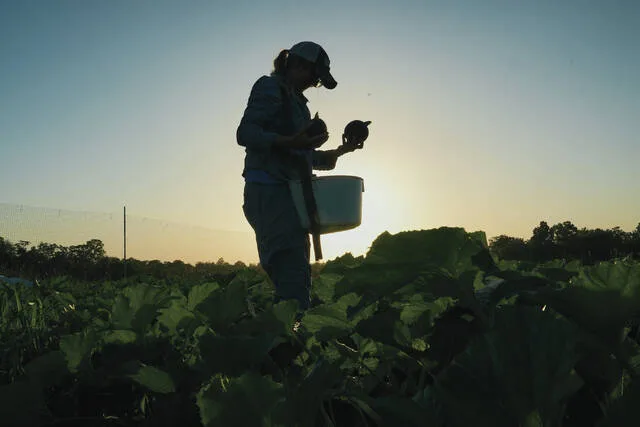 Annie Woods harvests eightball, a type of zucchini, as the sun sets Wednesday, July 1, 2026, at her farm in Brooksville, Ky.
                                 AP Photo/Joshua A. Bickel