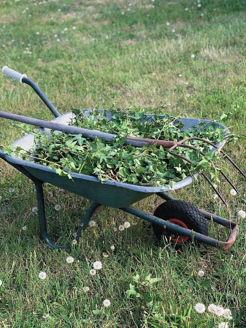 Harvest weeds only from areas free of pesticides and contaminants and rinse them thoroughly before use.
                                 Pixabay photo