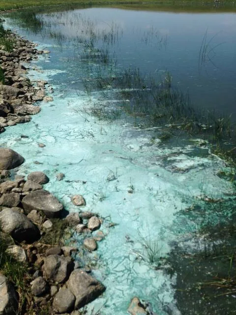 Summer heat brings increased risk of toxic cyanobacteria