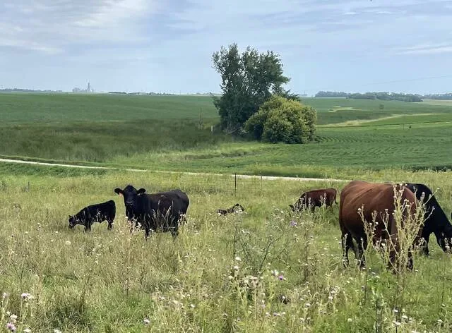 As hot, dry conditions persist, NDSU vet warns cattle producers to be watchful for anthrax