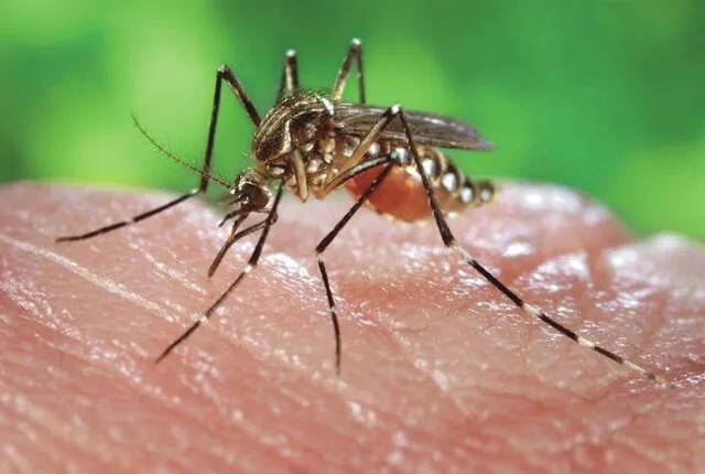 North Dakota reports first case of West Nile virus in 2026