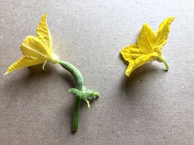 Cucumber plants produce separate female flowers (left) and male flowers (right).
NDSU photo