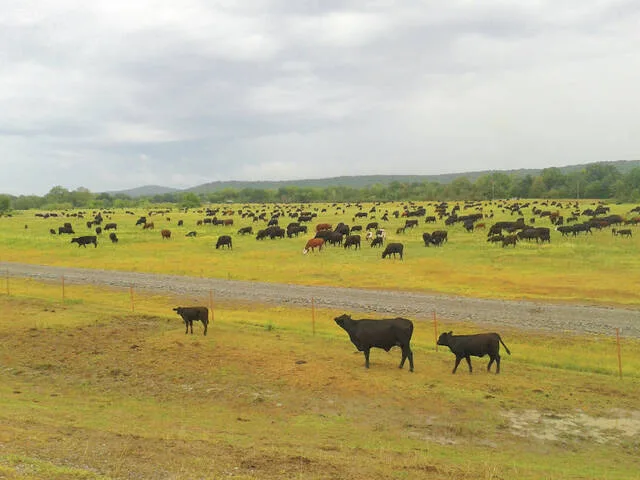 Grazing management resources and tools have never been more abundant, but each plan still needs to be individualized.
                                 NDSU photo