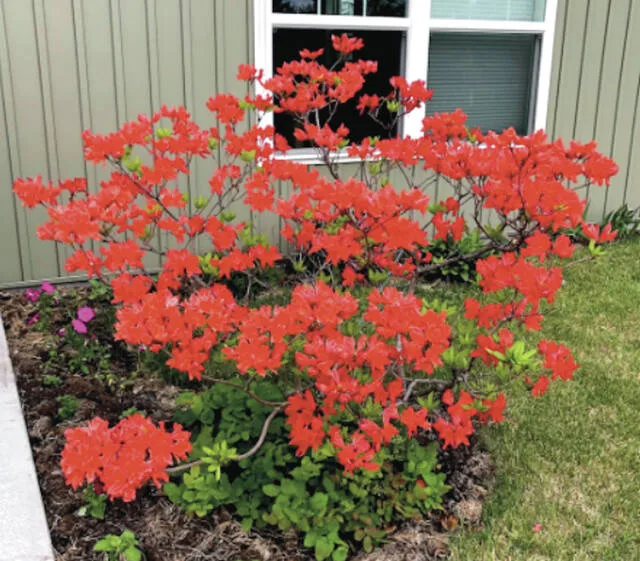 Dakota Gardener: NDSU’s research arboretum is a hidden gem