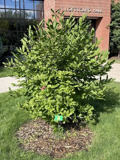 Representative woody plant species throughout campus are identified with labels that include QR codes, connecting visitors to an interactive learning experience.
NDSU photo