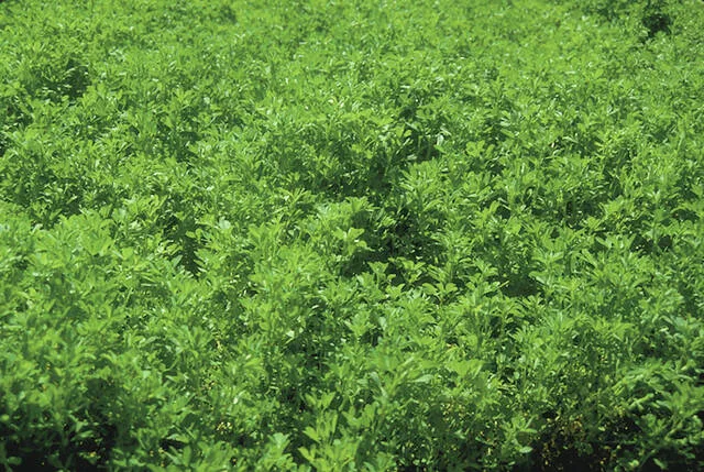 If alfalfa is harvested too late in the season, it will not have enough time before a killing frost to adequately replenish its stored energy reserves.
NDSU photo