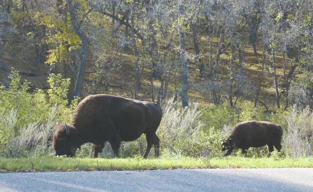 Bison and elk are often easier to see along scenic drives of the Preserve at White Horse Hill, a short drive south of Devils Lake on ND Hwy 57..
Photo by Louise Oleson, DLJ