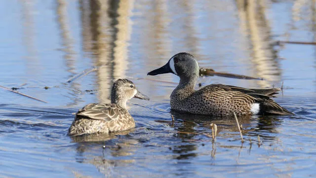 2026 North Dakota Waterfowl Fall Flight