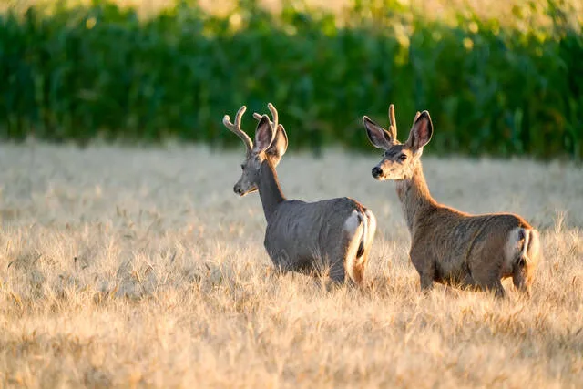 ND Outdoors: Update On Chronic Wasting Disease