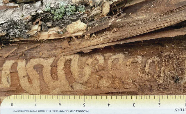 Dakota Gardener: Emerald ash borer by the numbers