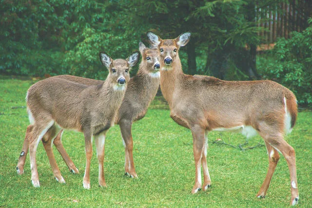 Keeping critters out of your yard