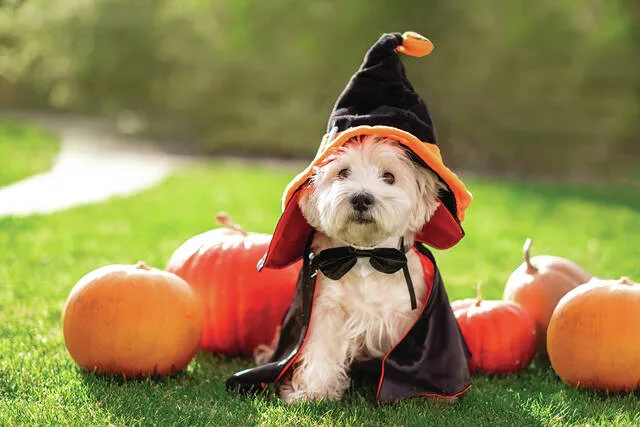 Keep pets safe this Halloween